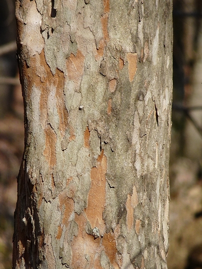 {Crataegus viridis}